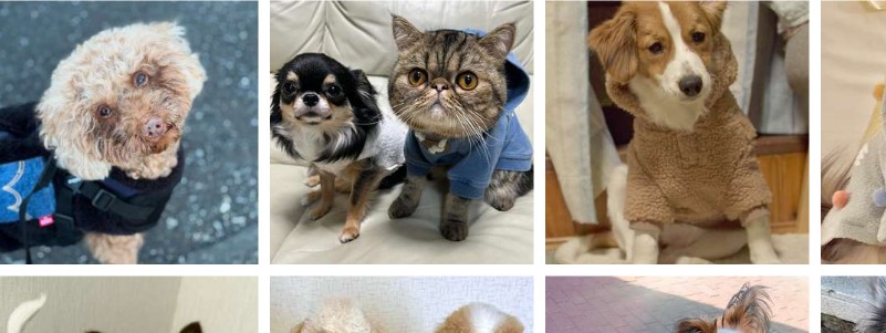 �u�����h�����E�y�b�g�p�i�ʔ̃T�C�g�yCalulu(�J����)�z���T�C�g